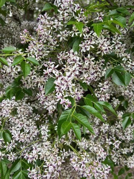 Melia azedarach - Stera (AussieElite)