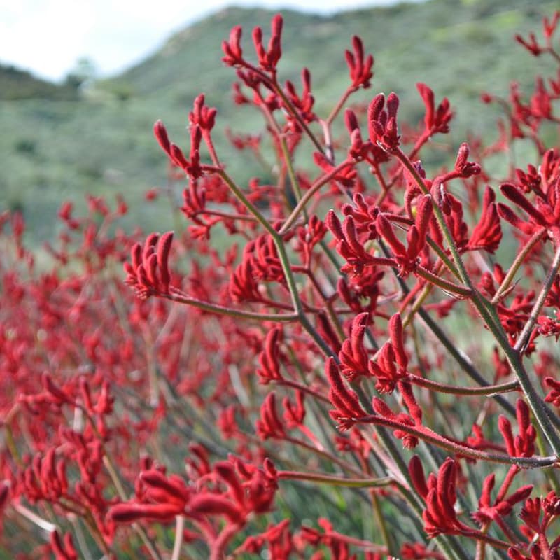 Anigozanthos 'Big Red' - Large Red Kangaroo Paw