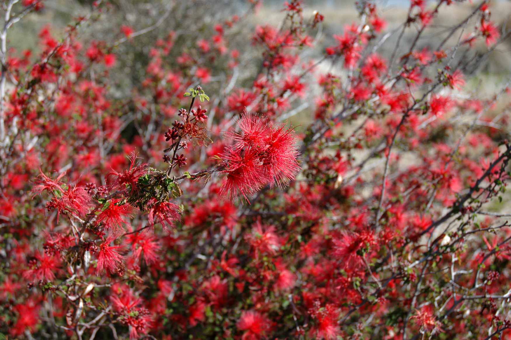 Calliandra californica - Baja Red Fairy Duster