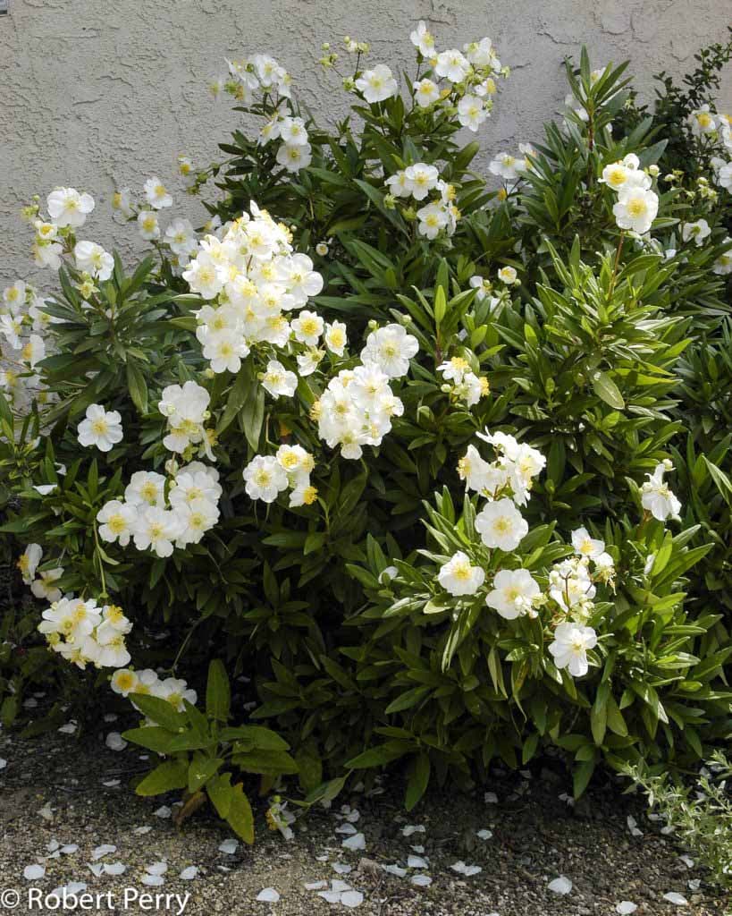 Carpenteria californica 'Elizabeth' - Elizabeth Bush Anemone