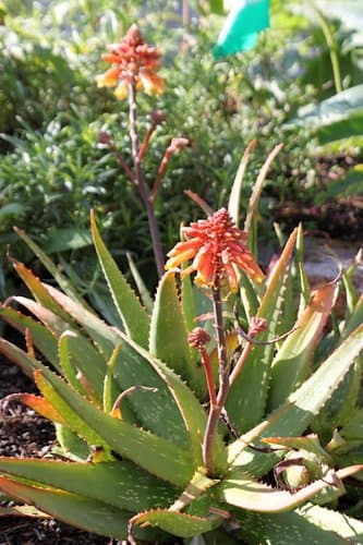 Aloe 'Rooikappie' - Little Red Riding Hood Aloe