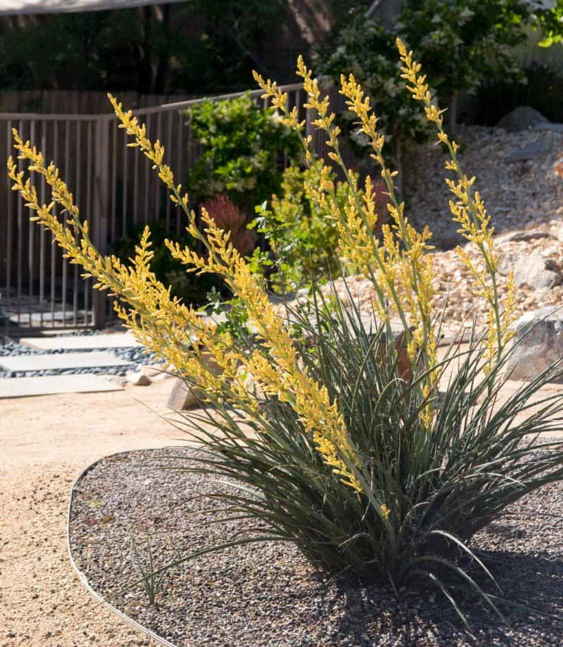 Hesperaloe parviflora 'Yellow' - Yellow Hesperaloe