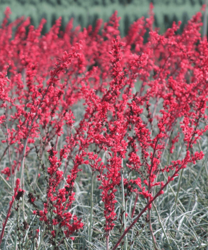 Hesperaloe parviflora 'Red Swan' - Red Yucca