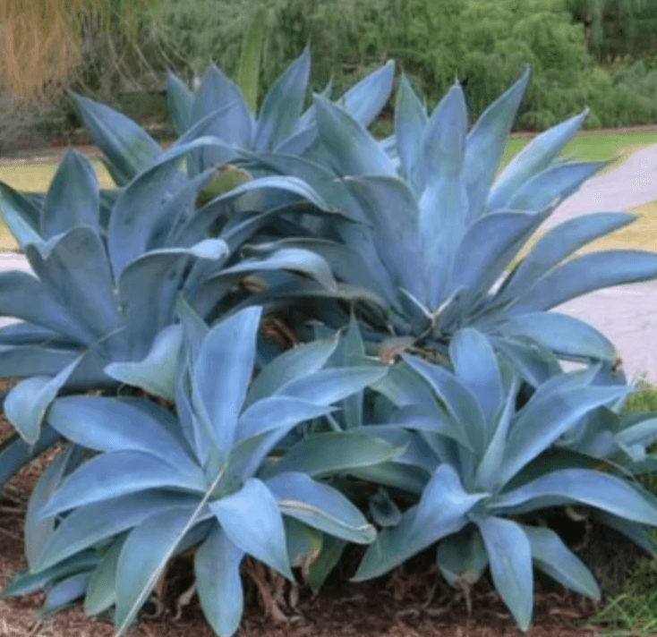 Agave attenuata 'Boutin Blue' - Boutin Blue Agave