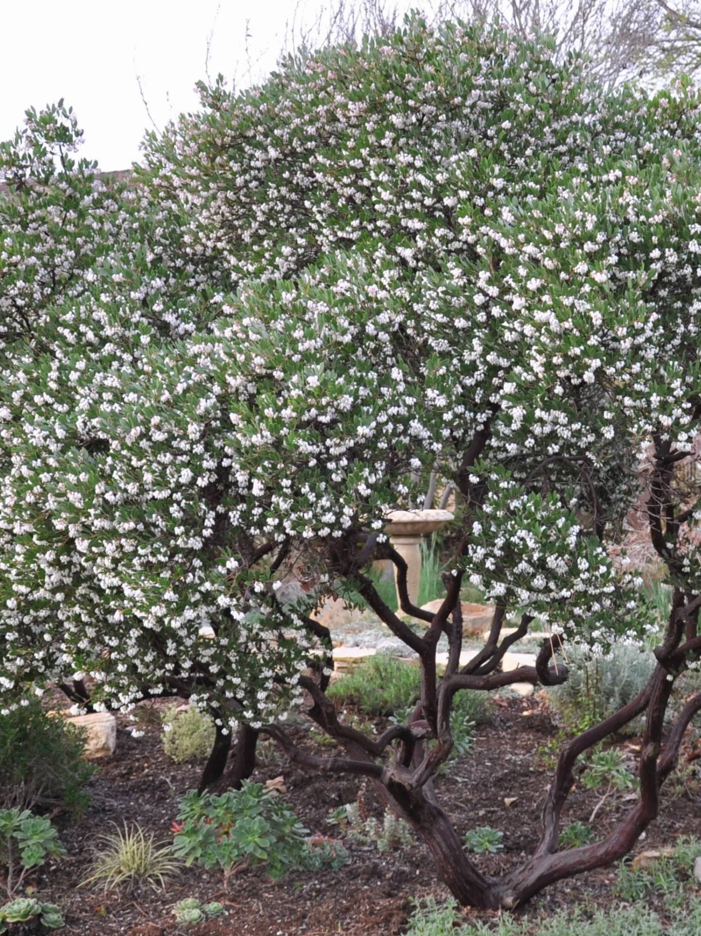 Arctostaphylos 'Howard McMinn' - Howard McMinn Manzanita