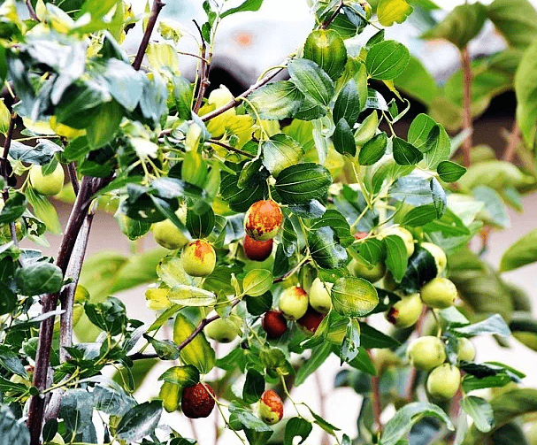 Ziziphus mauritiana - Thai Jujube