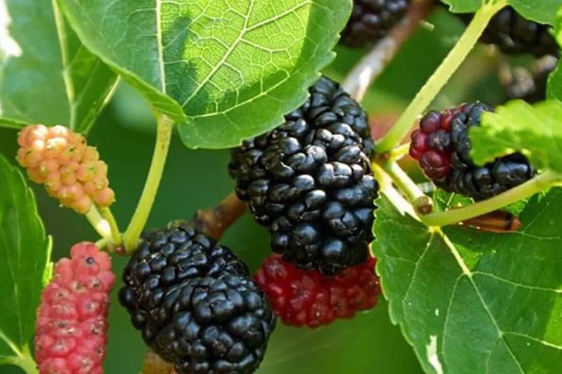 Morus nigra - Dwarf Black Mulberry