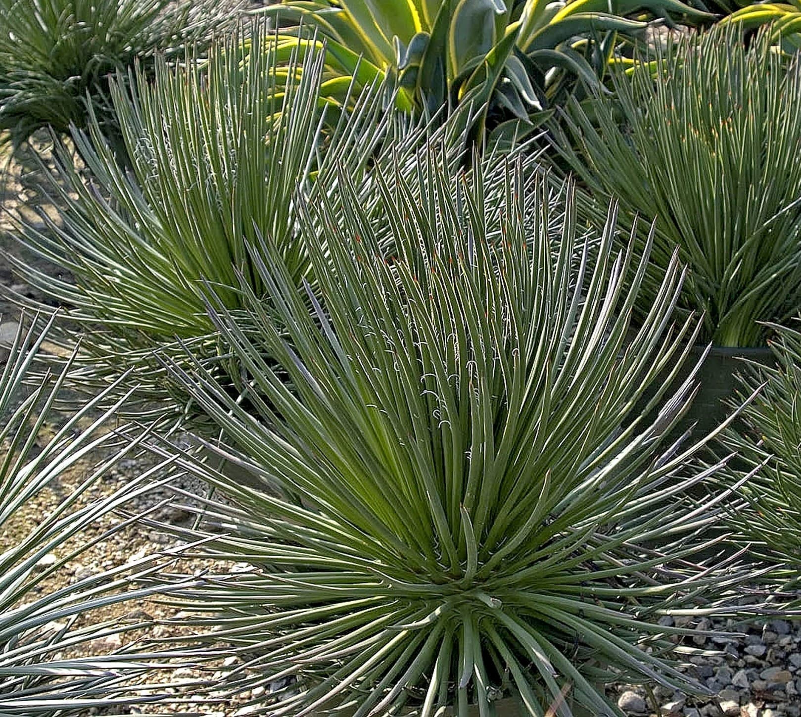 Agave geminiflora - Twin-Flowered Agave