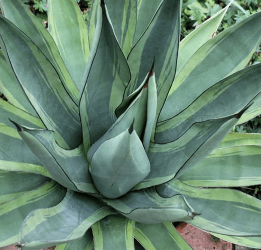 Agave 'Shark Bite'