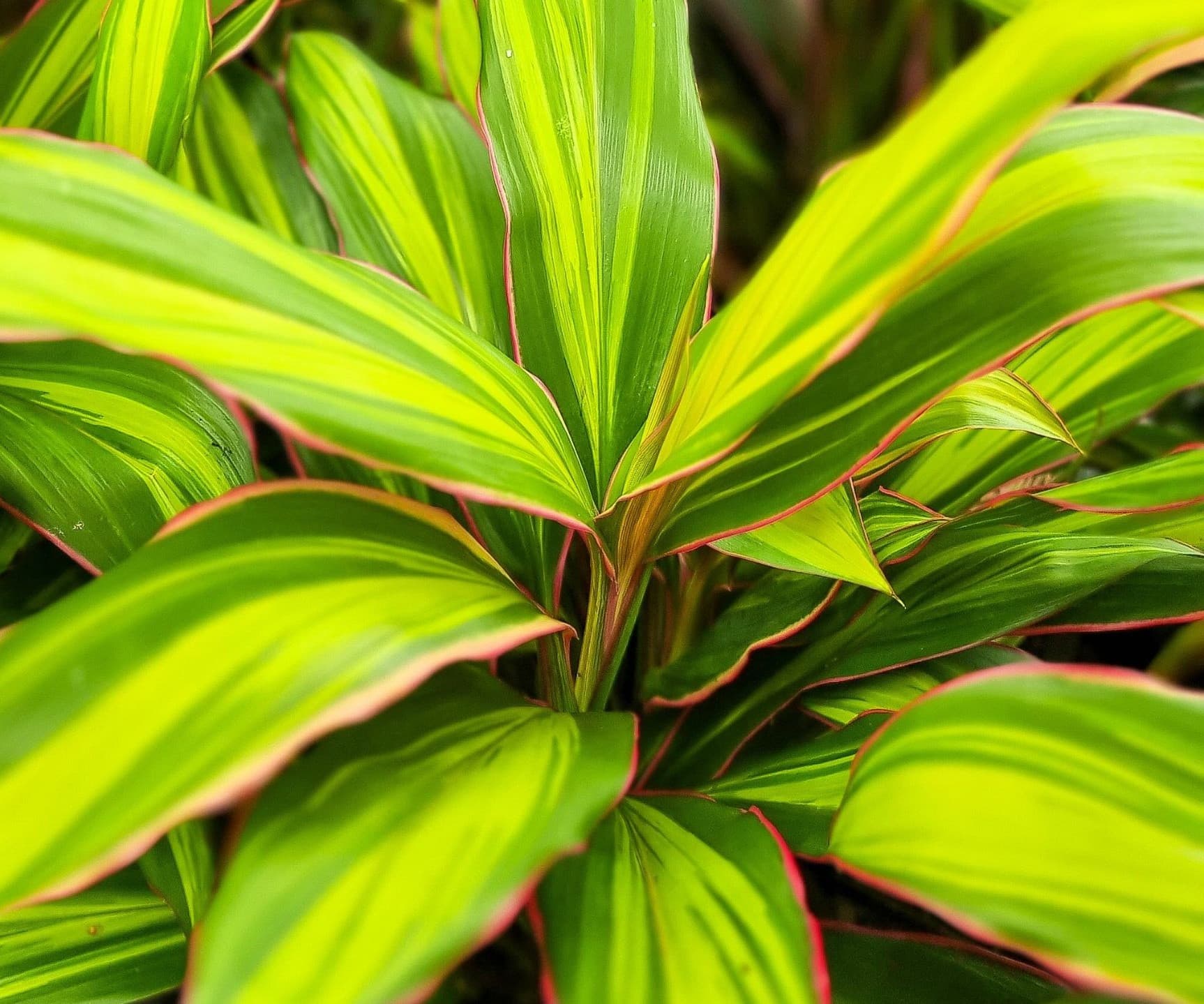 Cordyline 'Kiwi' - Variegated Hawaiian Ti