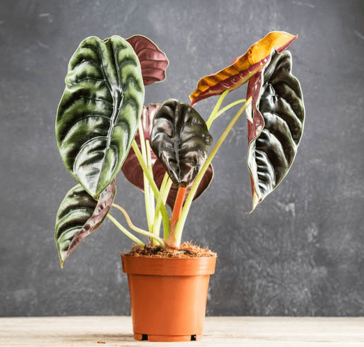 Alocasia cuprea 'Red Secret' - Red Secret Alocasia