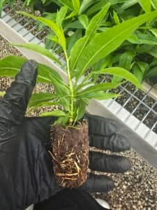 Prunus Atlas - Almond/Peach/Nectarine Rootstock