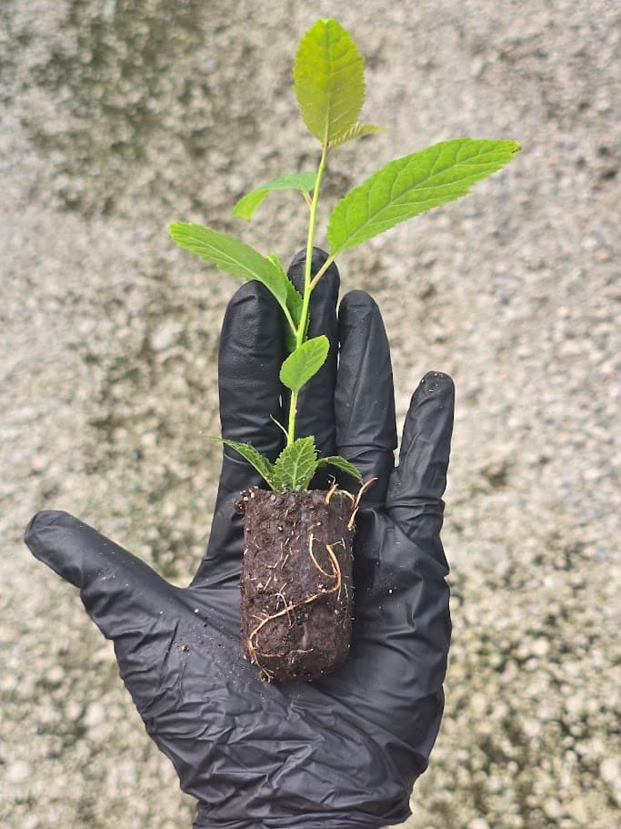 Prunus Colt - Cherry Rootstock