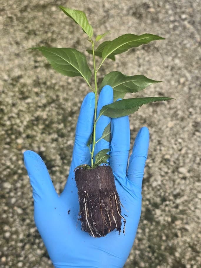 Prunus Brokforest - Cherry Rootstock