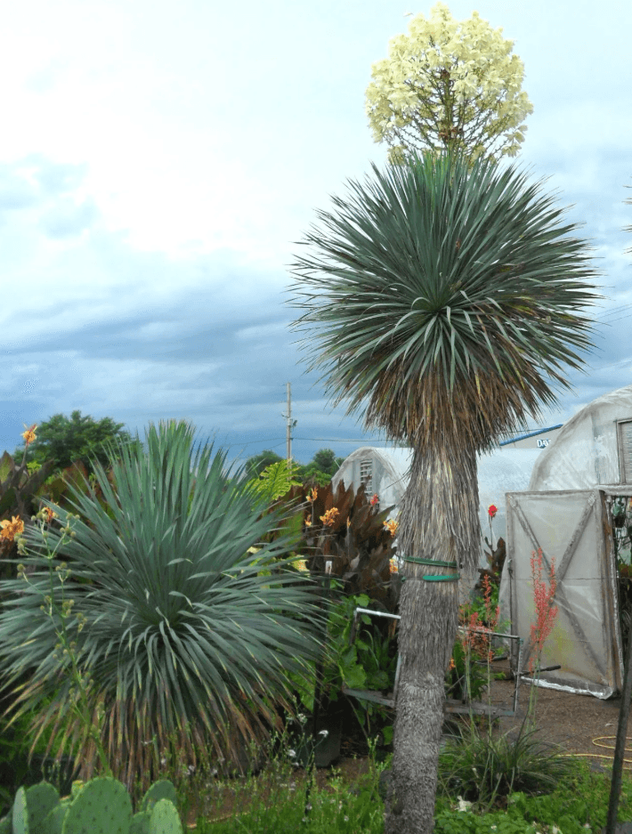 Yucca 'Sapphire Skies' - Sapphire Skies Beaked Blue Yucca