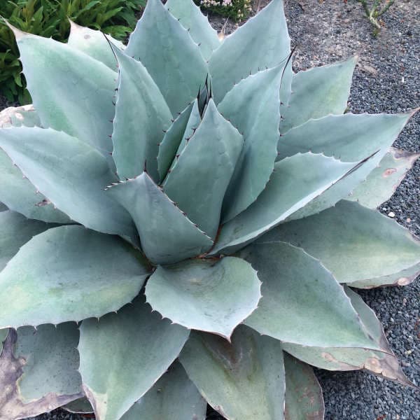 Agave ovatifolia 'Frosty Blue' - Frosty Blue Whale's Tongue Agave
