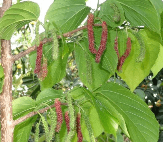 Morus serrata - Himalayan Mulberry