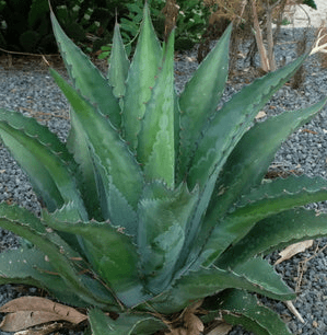 Agave amourifolia 'Twisted Tongue' - Twisted Tongue Agave